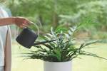 b.for soft watering can 1,7ltr anthracite